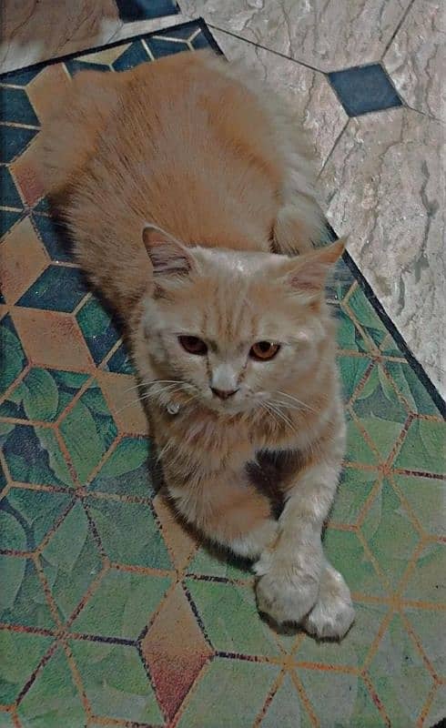 Persian Male Cat available for sale 0