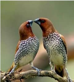 scaly breast finch available for sale in lahore 1500 pair