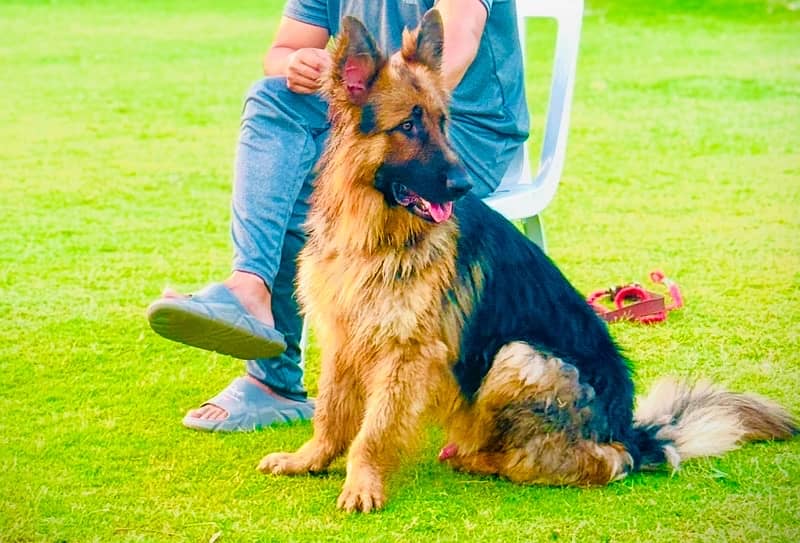 German shepherd (Male) Long cott 1