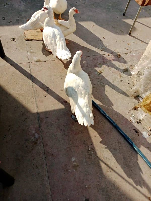 Muscovy duck pair 0