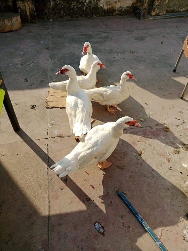 Muscovy duck pair 1