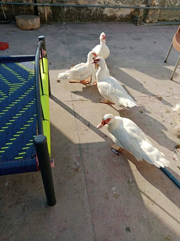 Muscovy duck pair 2