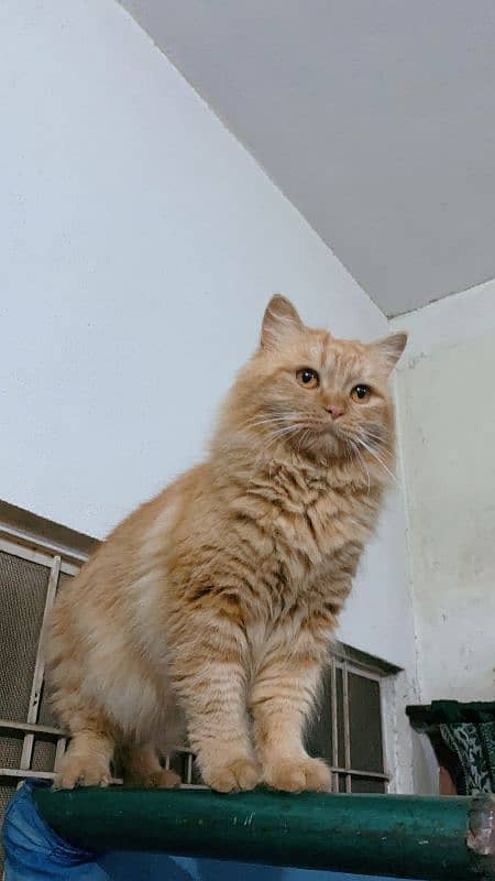 Ginger Persian Male Cat 1