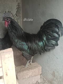 ayam cemani