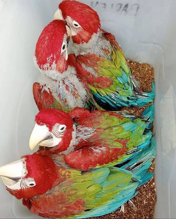 red macaw parrot cheeks for sale 03=36=044=60=68 0