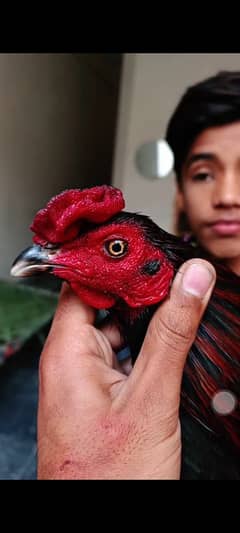 aseel hen for sale