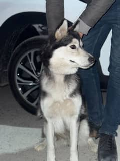 sybrian husky female