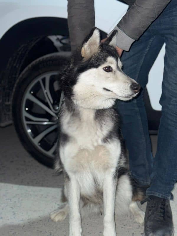 sybrian husky female 0