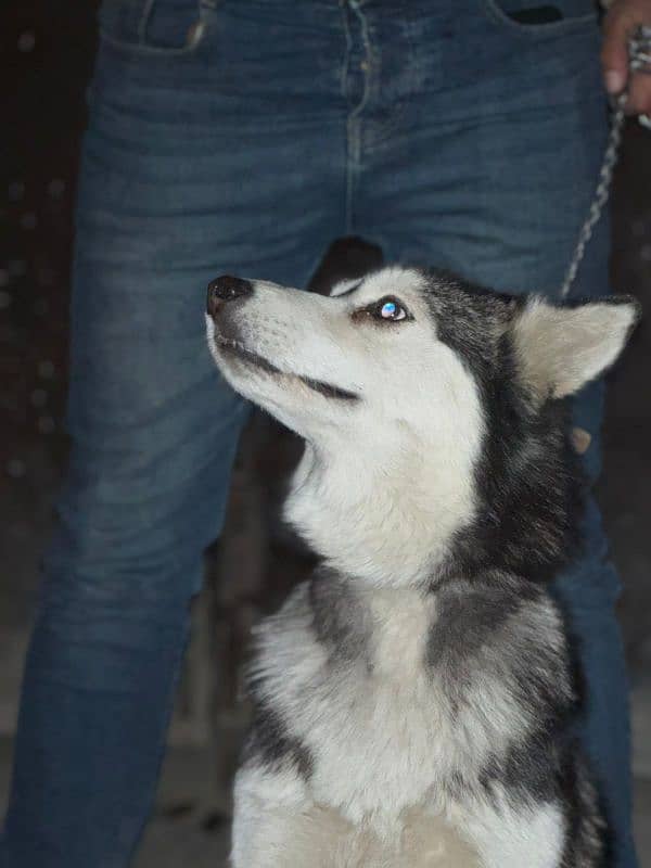 sybrian husky female 1