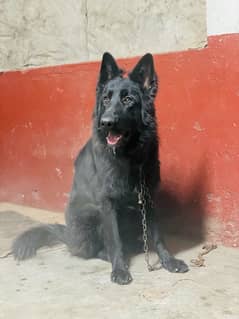 black shepherd male for stud service