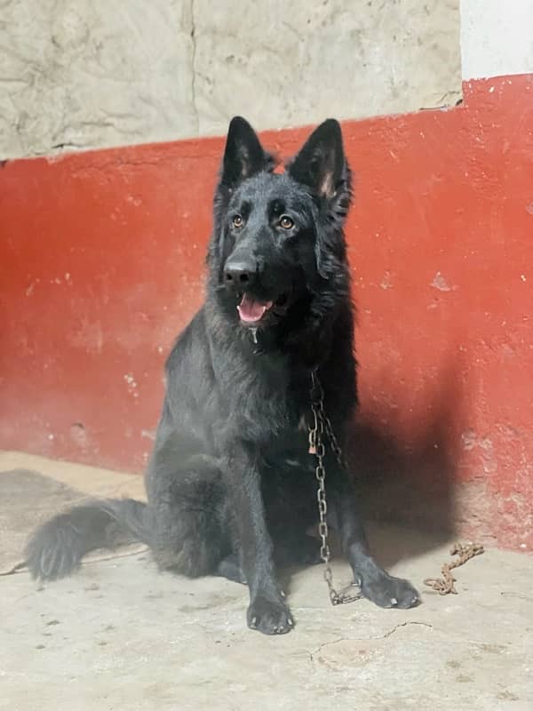 black shepherd male for stud service 0