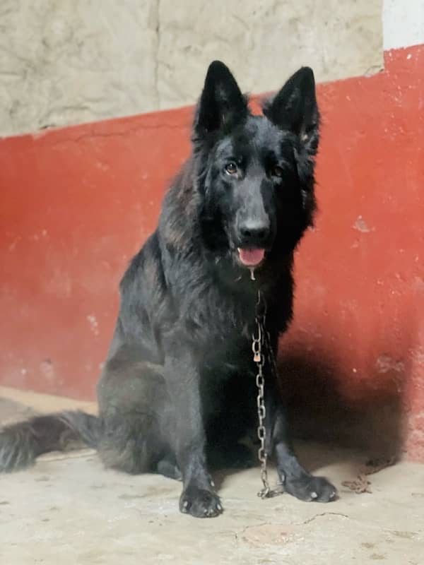 black shepherd male for stud service 1