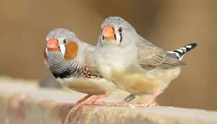 pair of finches