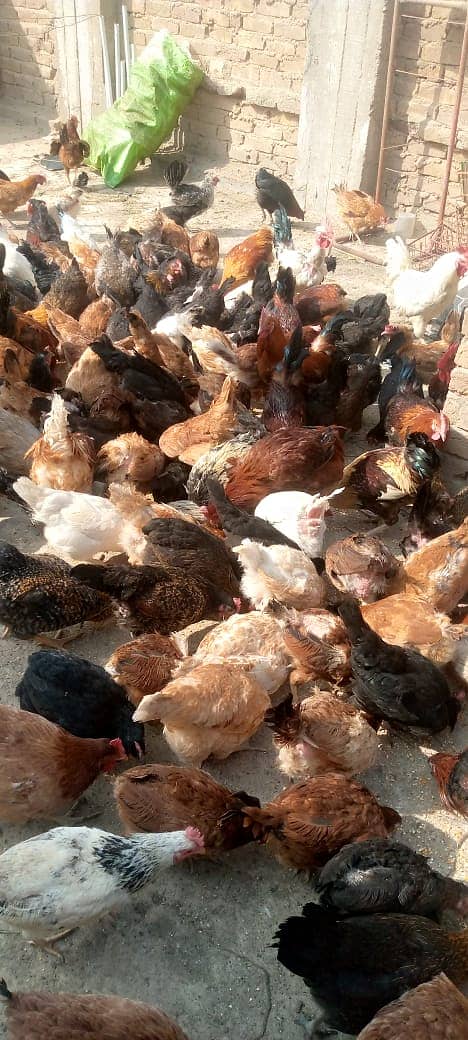 Golden Misri | Eggs Laying Hens | Hens | Murghi | Murghiya 1