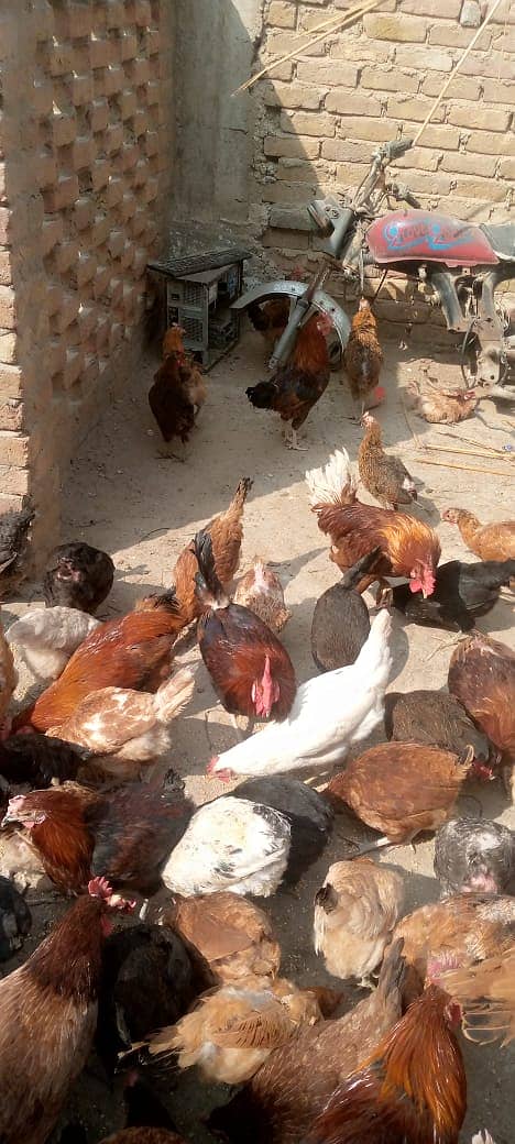 Golden Misri | Eggs Laying Hens | Hens | Murghi | Murghiya 2