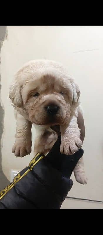 Labrador pedigree puppies 0