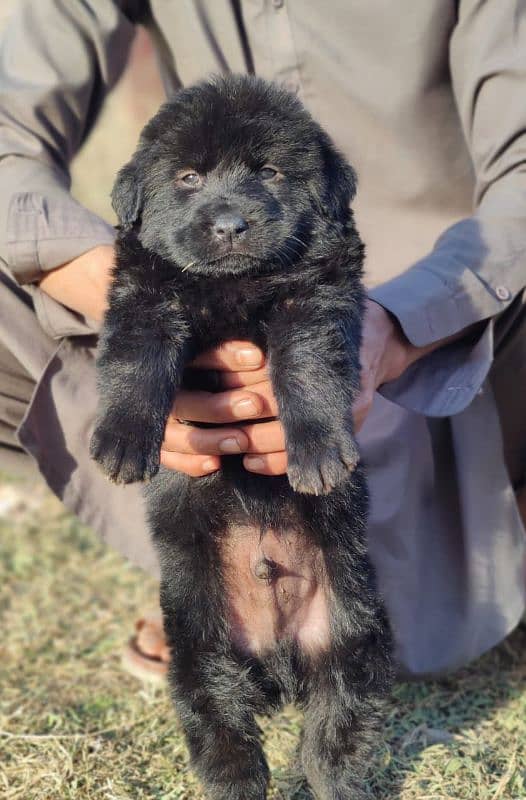 black German shepherd puppy full long coat 0