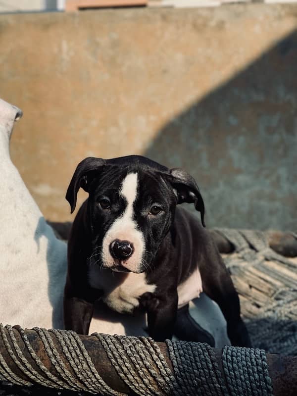 American Pitbull female pup 0