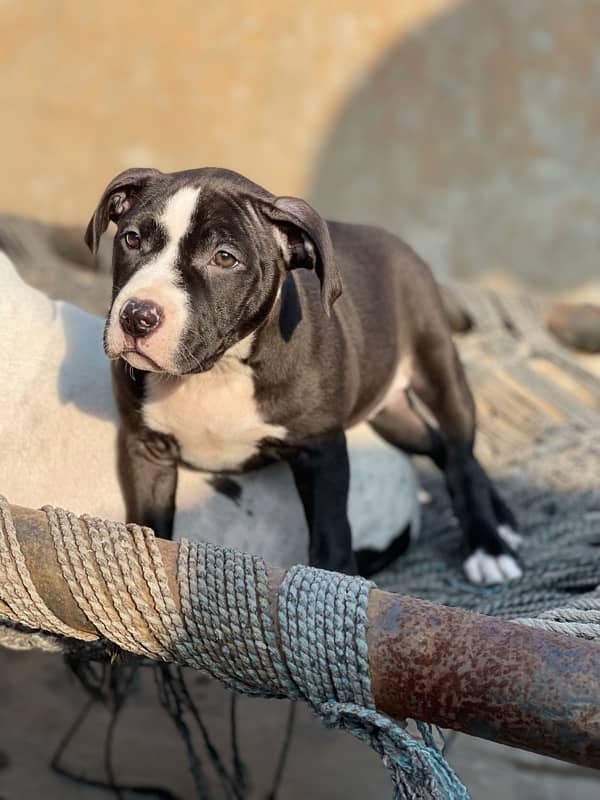 American Pitbull female pup 1