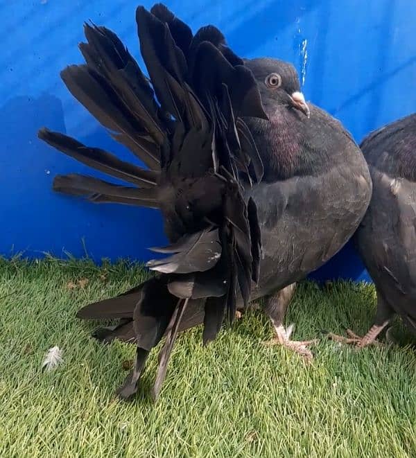 Black lucky kabootar #pigeon #fancypigeon 0