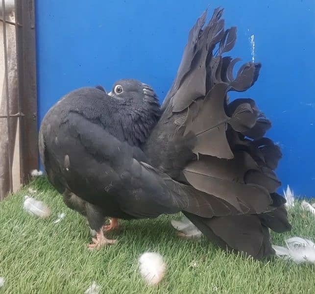 Black lucky kabootar #pigeon #fancypigeon 1