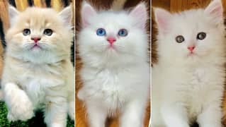 Persian kitten cats