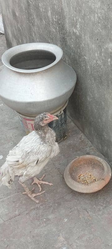 aseel chicks for sale 3