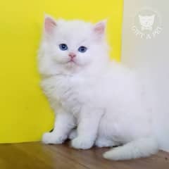 persian cat female doll face