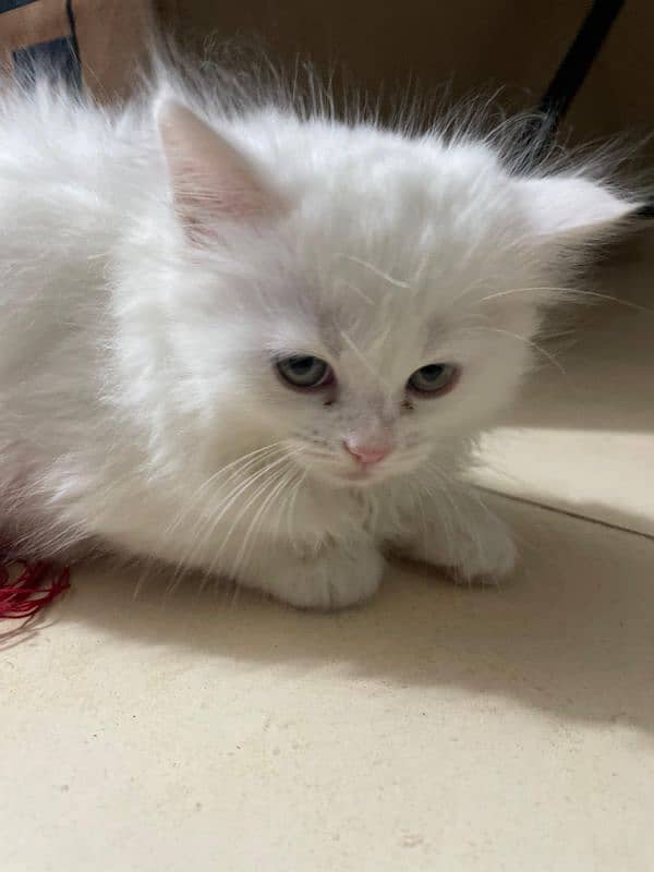 persian kittens for sale 3