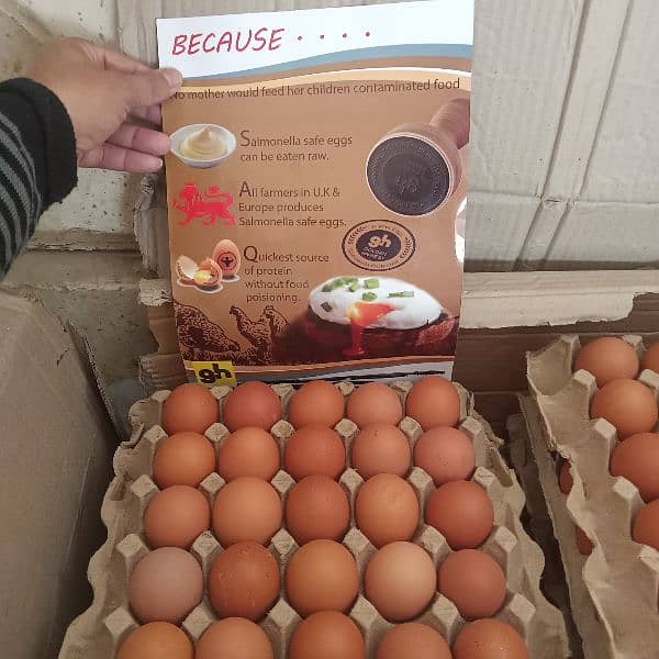 lohman brown eggs available in Karachi nazimabad paposh Nagar 6pcs box 0