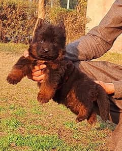 German Shepherd long coat 2 month male for sale