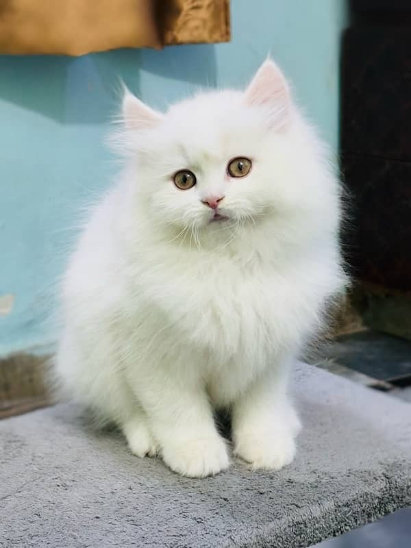 Snow White Persian male kitten 1