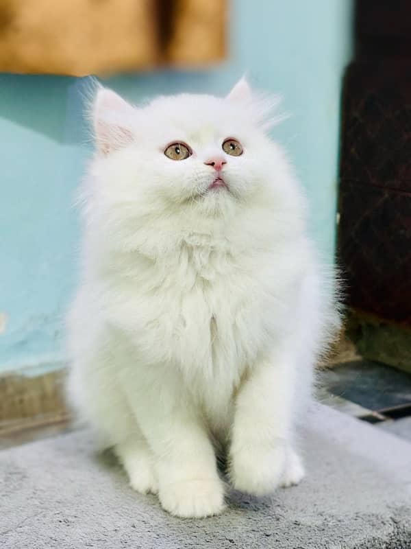 Snow White Persian male kitten 2