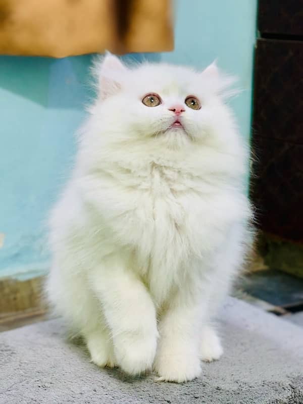 Snow White Persian male kitten 3