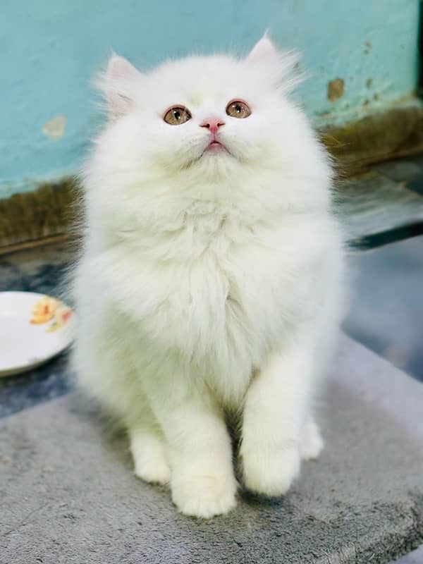 Snow White Persian male kitten 4