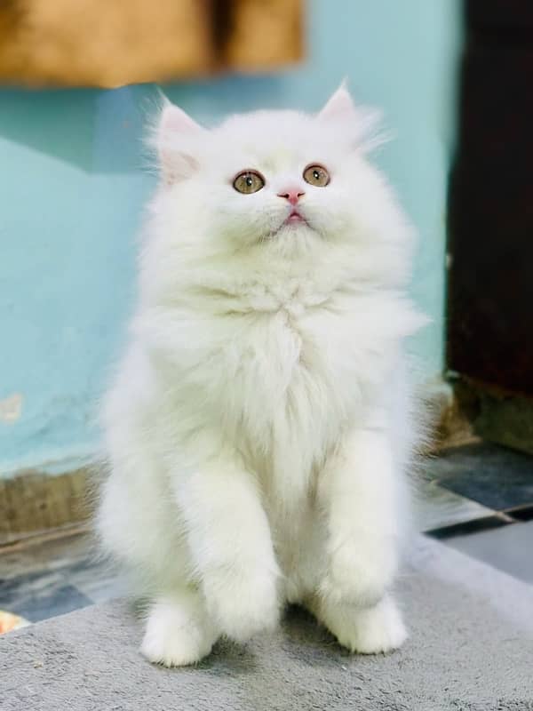 Snow White Persian male kitten 5