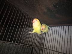 love birds setup for sale with cage