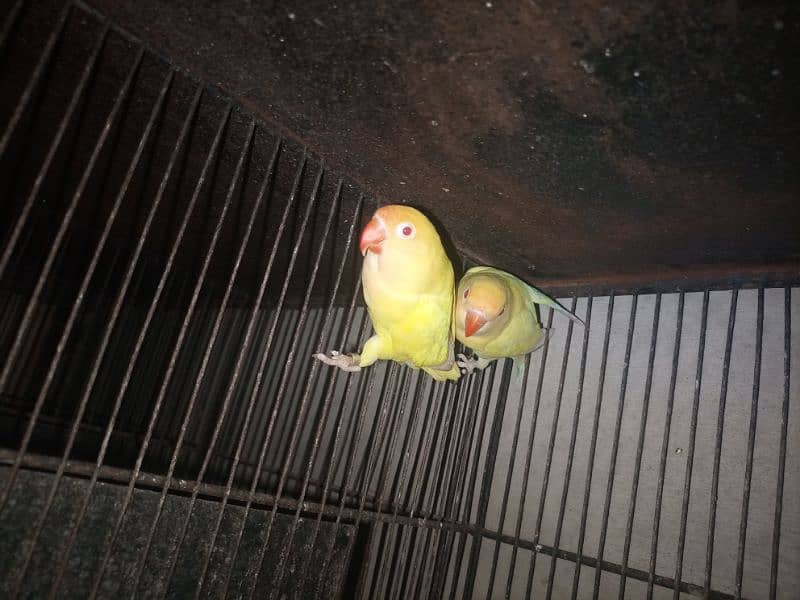 love birds setup for sale with cage 0