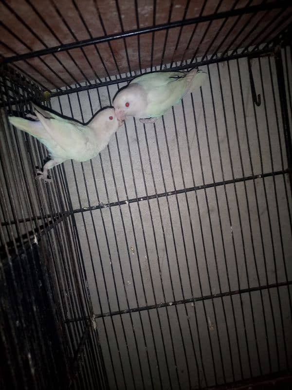 love birds setup for sale with cage 1