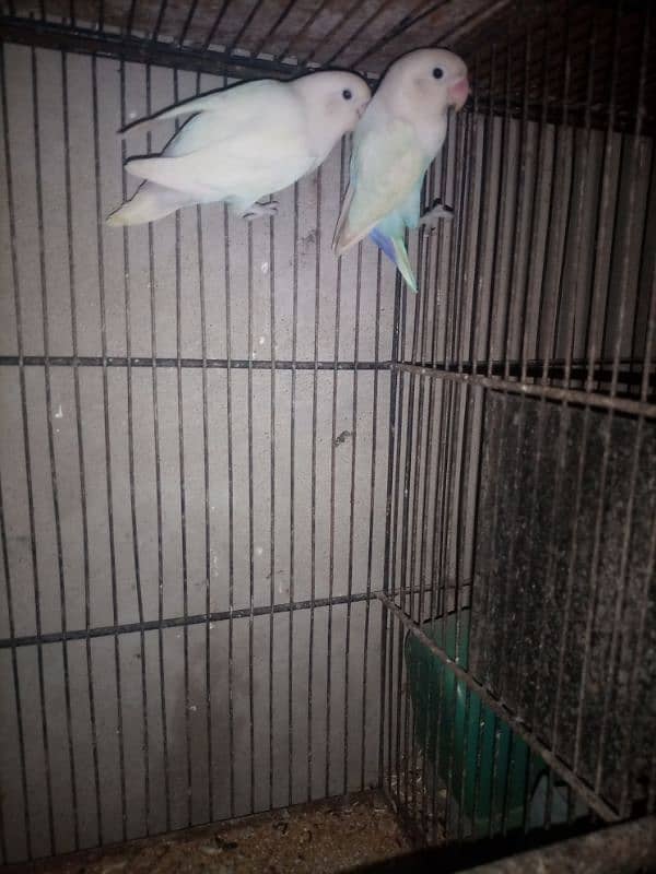 love birds setup for sale with cage 3