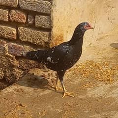 Sindhi Aseel Egg Lying 03143571773