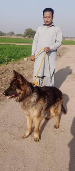 German shepherd My WhatsApp number 03001868066