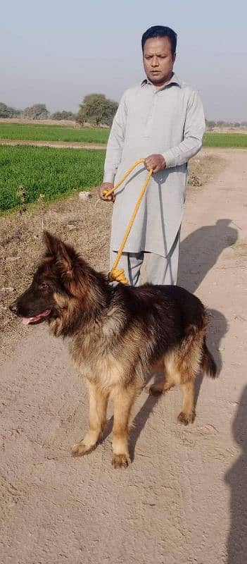 German shepherd My WhatsApp number 03001868066 0