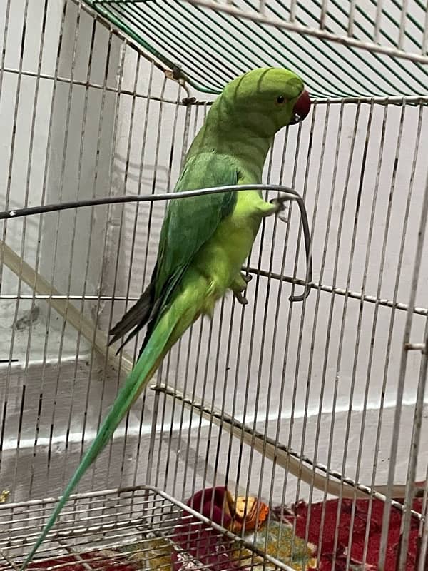 green ringneck 0