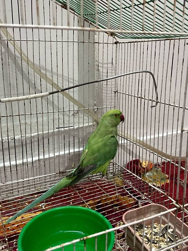 green ringneck 1