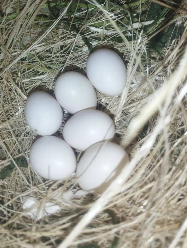 wahite Java pair 6 egg - Finches - 1093684246