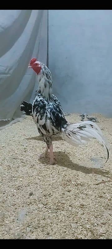 Aseel|paper white heera aseel hen |Chena aseel murgha |heera chicks 3