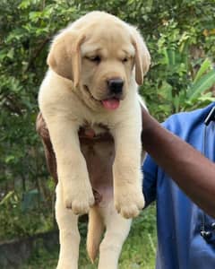 British labrador