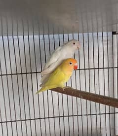 Decino × Albino Red eye breeder pair