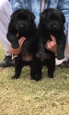 German Shepherd / german shepherd / German shepherd puppies for sale